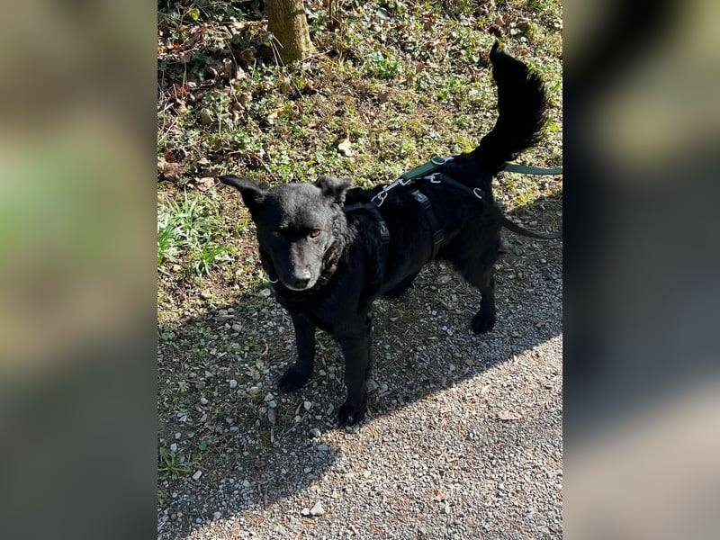 Linda - zartes Herz auf der Suche nach Geborgenheit