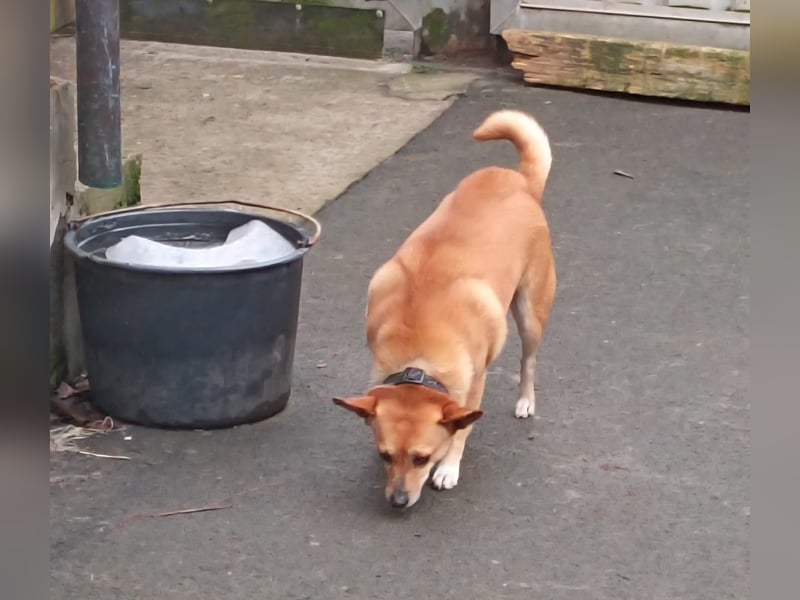 Goldige Sandy sucht (nicht nur) Katzenbesitzer