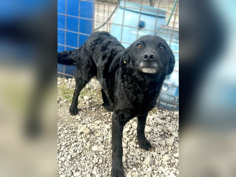 Linda - zartes Herz auf der Suche nach Geborgenheit