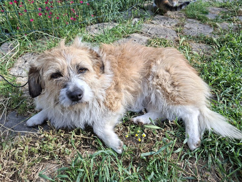 Wuschelige Puffy - katzenverträglich - in 97262 Hausen auf Pflegestelle