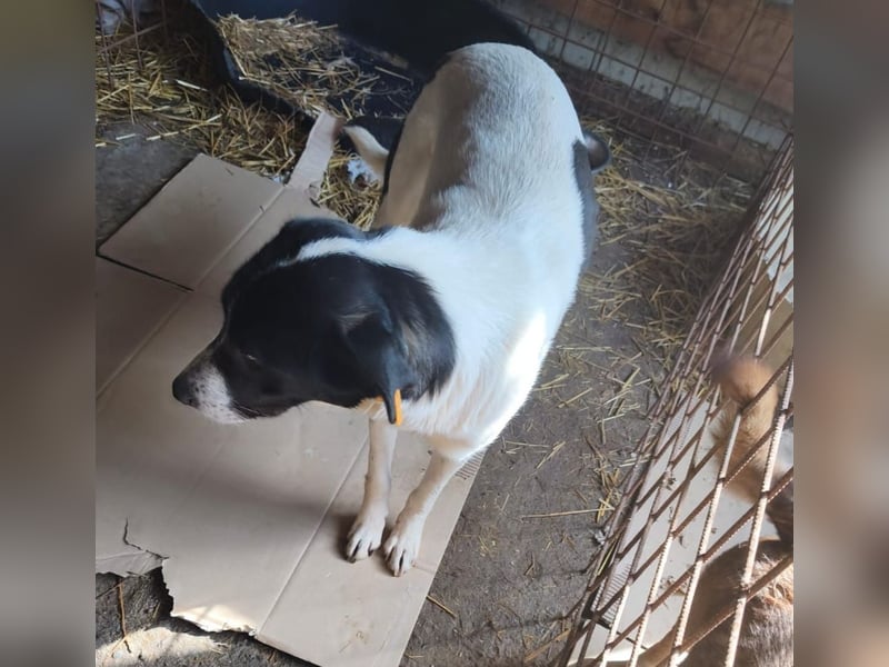 Siel - der Tötungsstation entkommen - sucht SEIN Zuhause - aktuell noch in Rumänien