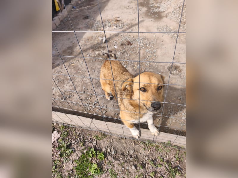 Goldige Emma aus der Tötungsstation gerettet - aktuell noch in Rumänien