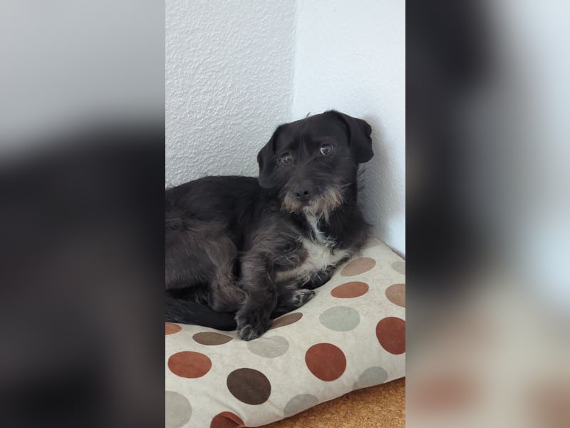 LOLLE *wartet in 69118 Heidelberg*