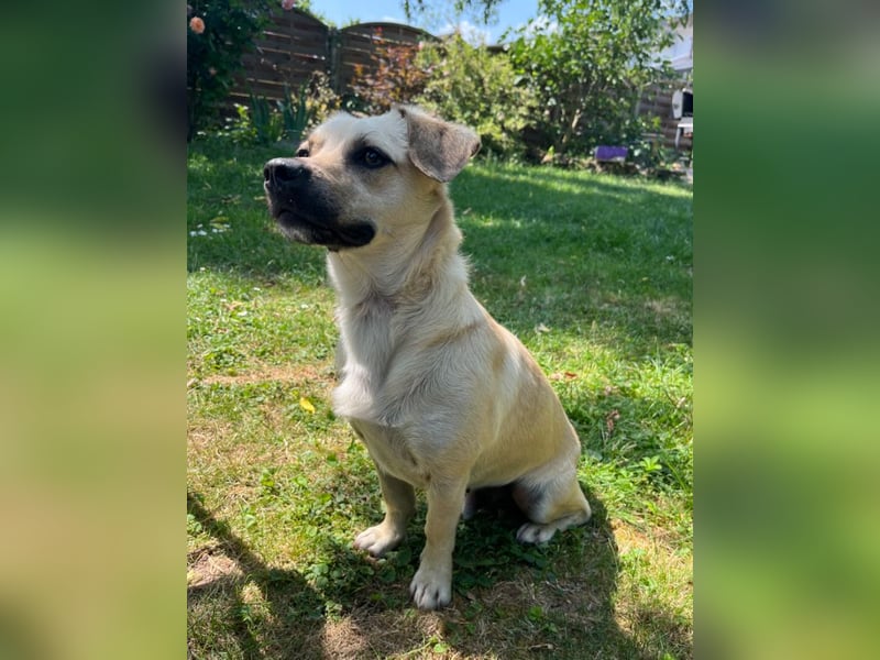 Simba sucht dringend ein liebevolles Zuhause!