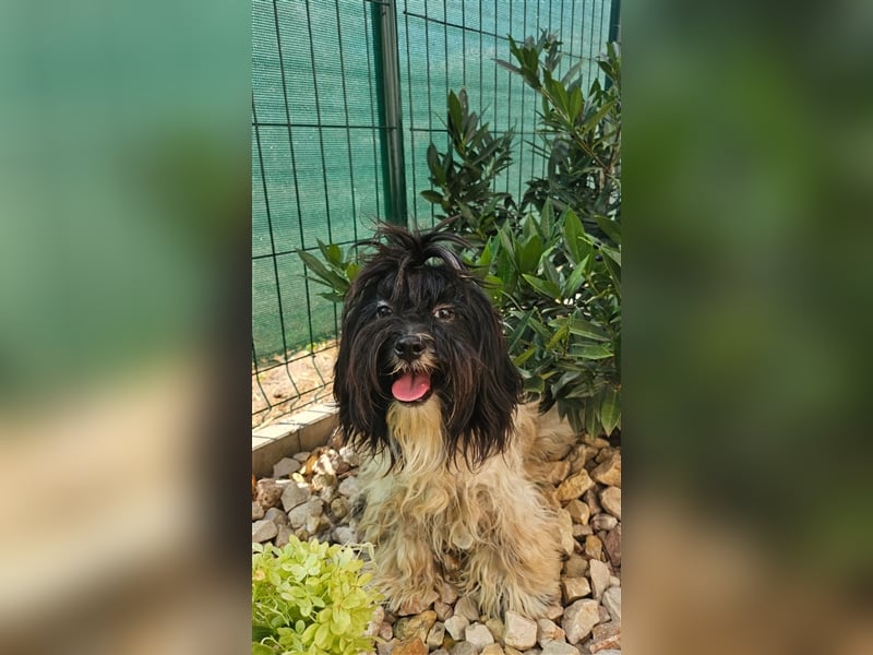 Sonnenschein Pimpa möchte mit seiner Familie die Welt entdecken