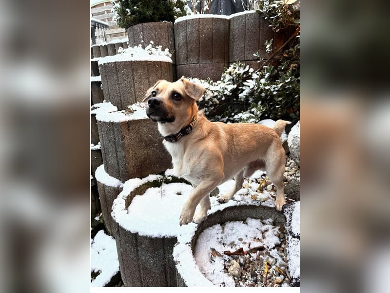 Simba sucht dringend ein liebevolles Zuhause!