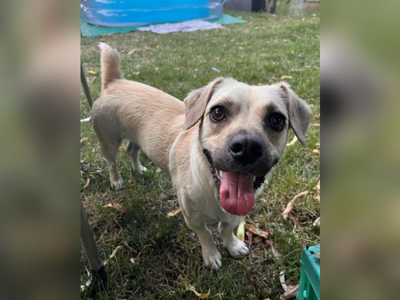 Simba sucht dringend ein liebevolles Zuhause!