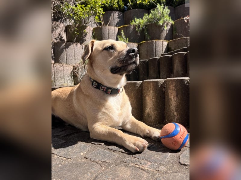 Simba sucht dringend ein liebevolles Zuhause!