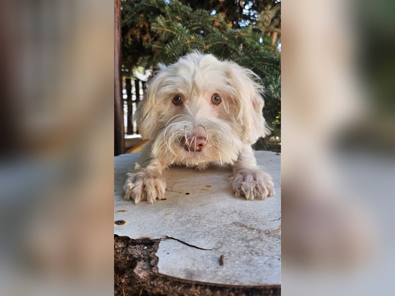 Der süße Moon sucht Aufmerksamkeit und Spiel und Spaß