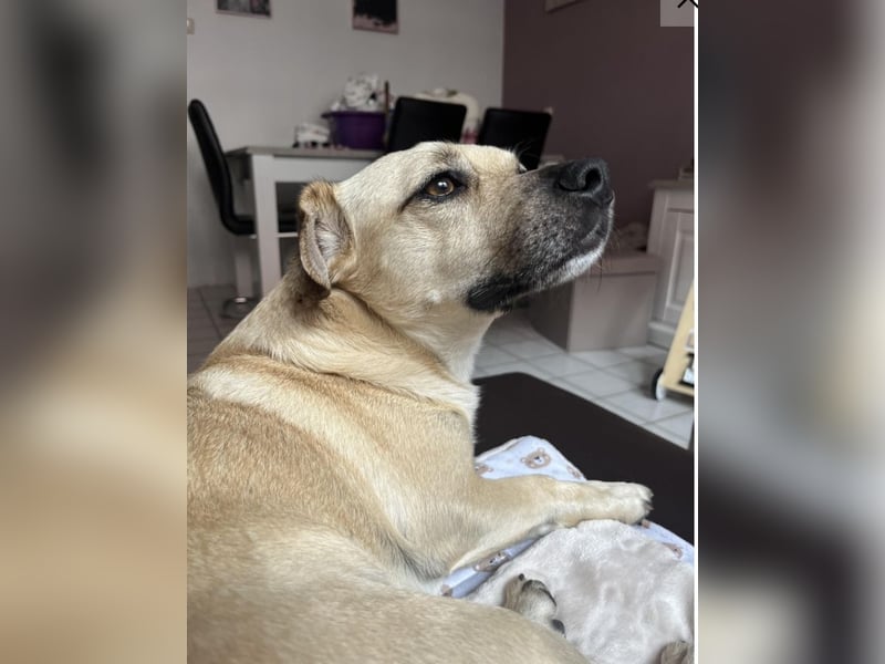 Simba sucht dringend ein liebevolles Zuhause!