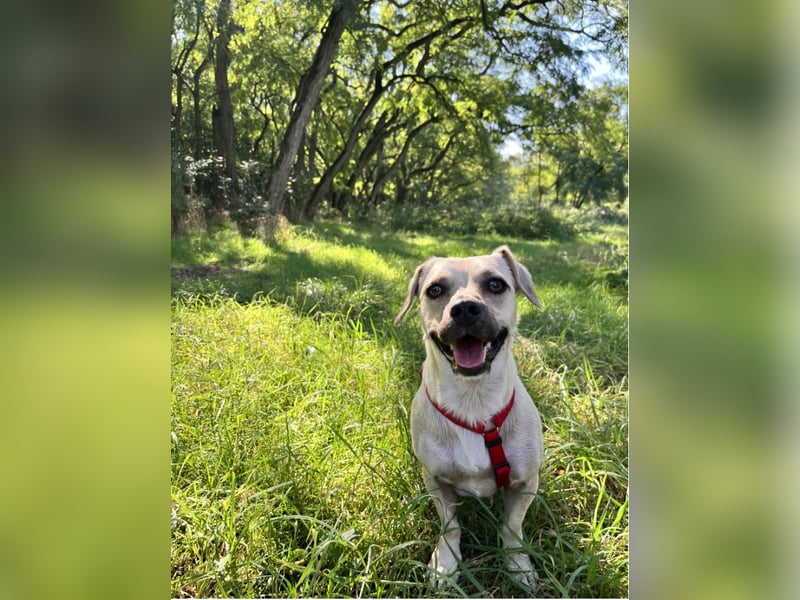 Simba sucht dringend ein liebevolles Zuhause!