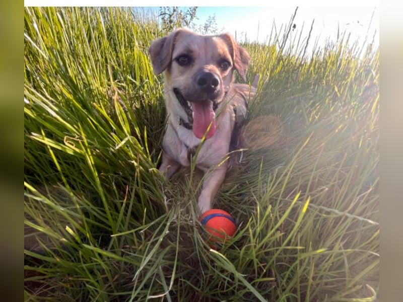 Simba sucht dringend ein liebevolles Zuhause!