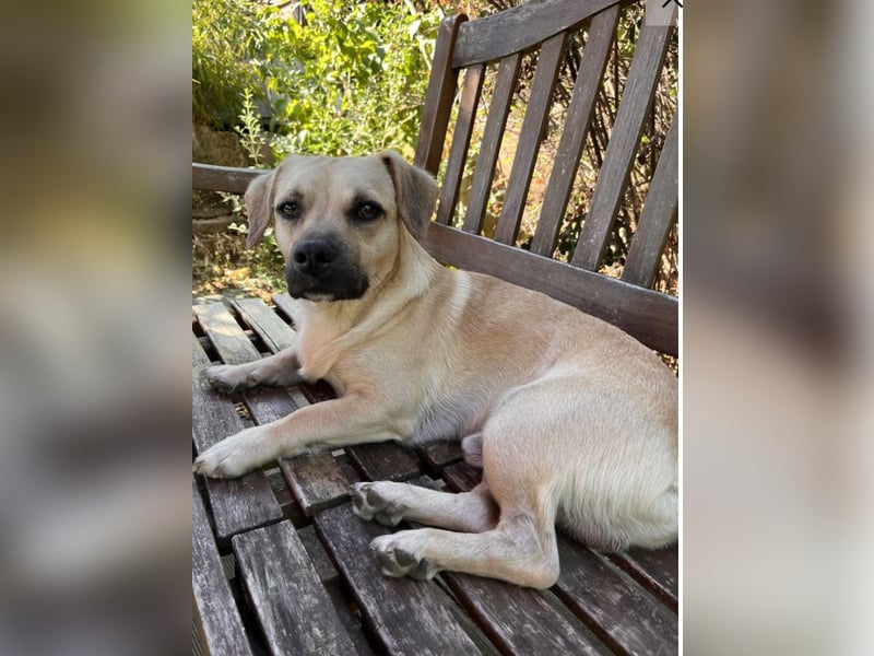 Simba sucht dringend ein liebevolles Zuhause!