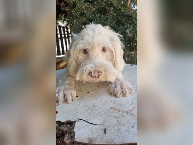 Der süße Moon sucht Aufmerksamkeit und Spiel und Spaß