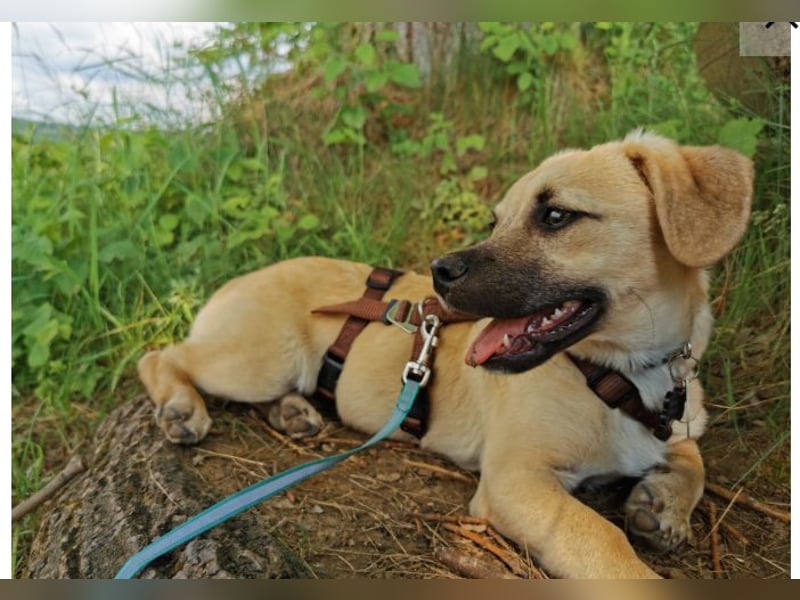 Simba sucht dringend ein liebevolles Zuhause!