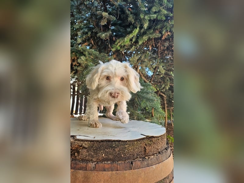 Der süße Moon sucht Aufmerksamkeit und Spiel und Spaß