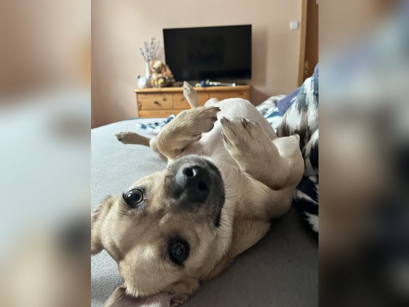 Simba sucht dringend ein liebevolles Zuhause!