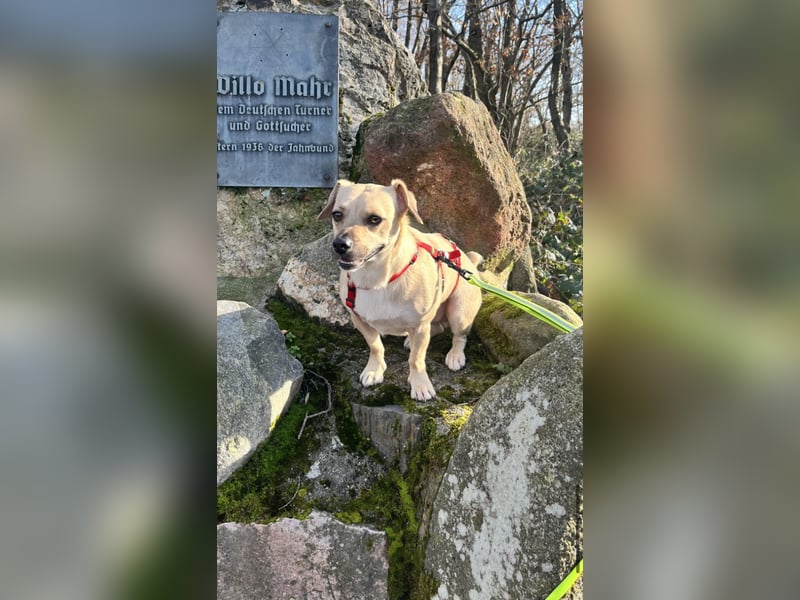 Simba sucht dringend ein liebevolles Zuhause!