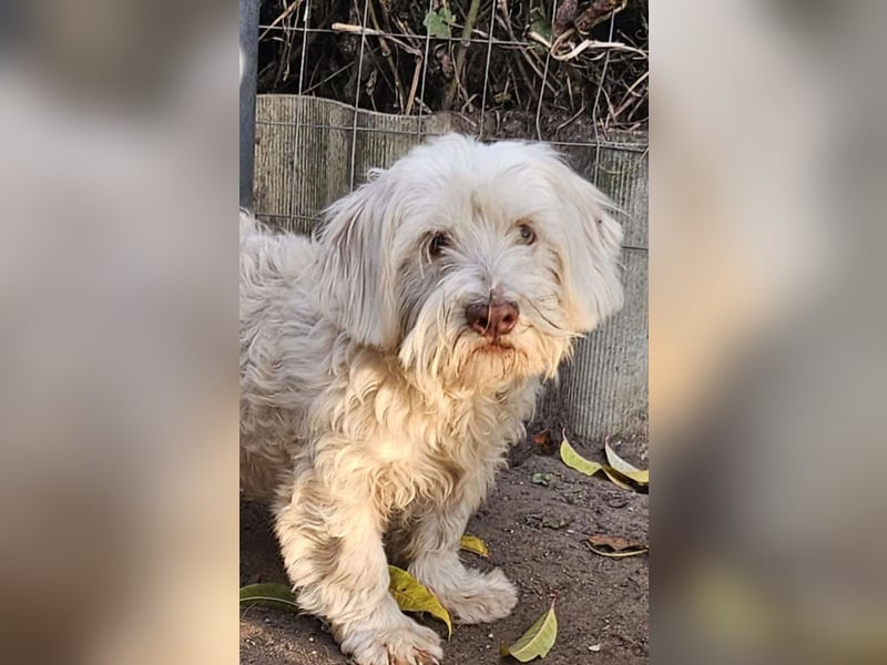 Der süße Moon sucht Aufmerksamkeit und Spiel und Spaß