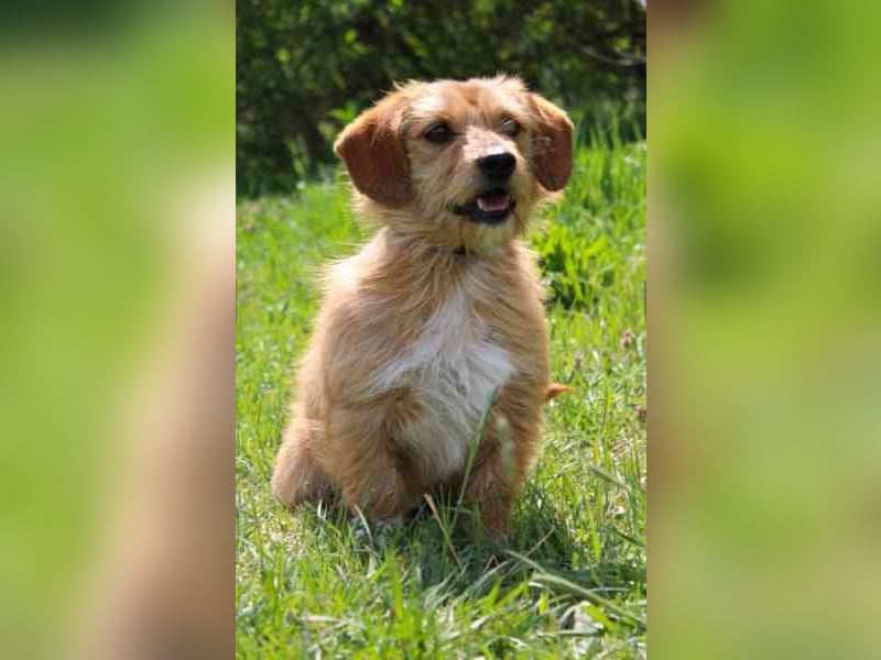 Rocco, Terriermischling, geb, 2025, aktiver Rüde, der immer gute Laune hat