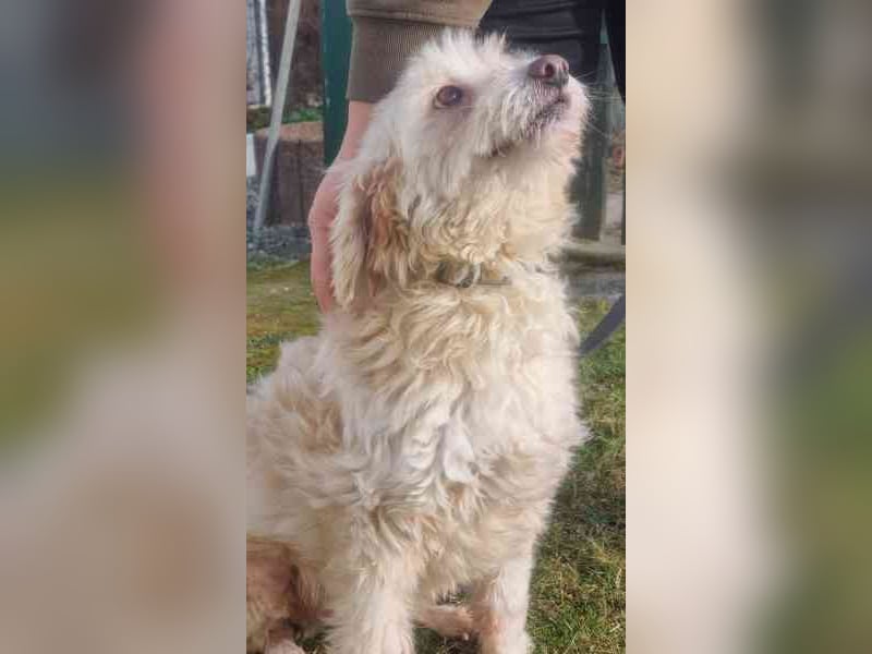 Karena, Mischlingshündin, geb. 2018, Wuschelhündin mit kleinem Handicap