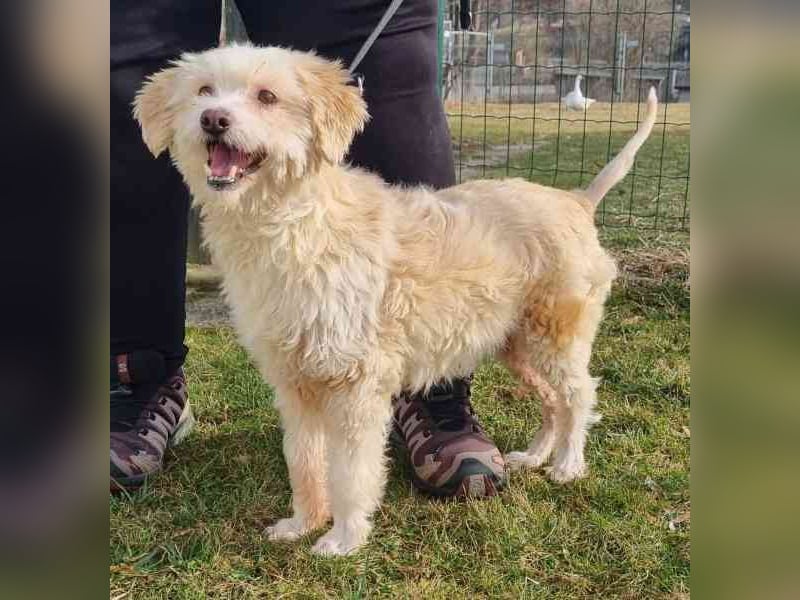 Karena, Mischlingshündin, geb. 2018, Wuschelhündin mit kleinem Handicap