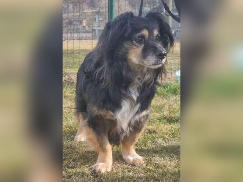 Buddy, Mischling, geb. 2018, hundeverträglich