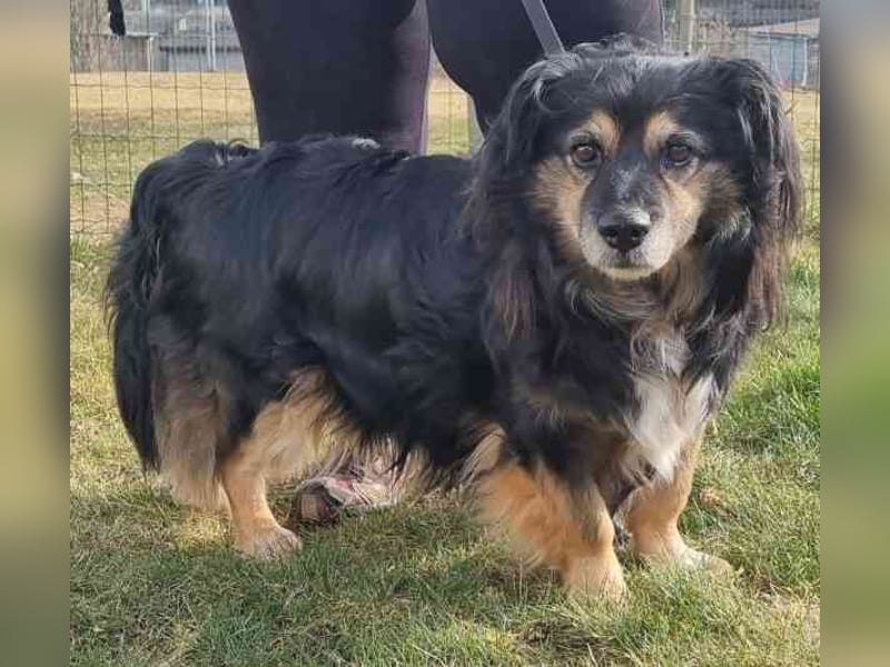Buddy, Mischling, geb. 2018, hundeverträglich