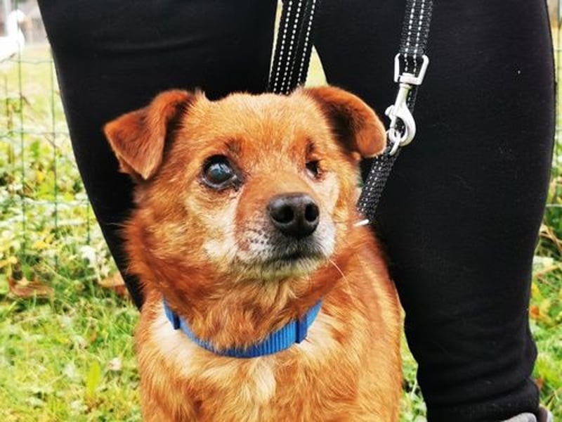 Moritz, Mischling, geb. 2015, freundlicher kleiner Hundemann hat ein schöns Zuhause verdient