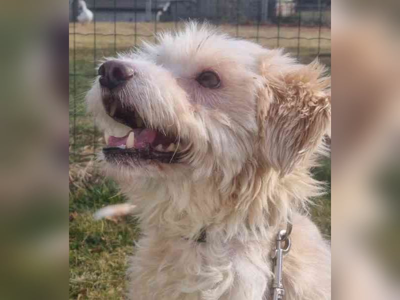 Karena, Mischlingshündin, geb. 2018, Wuschelhündin mit kleinem Handicap