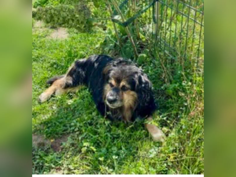 Buddy, Mischling, geb. 2018, hundeverträglich