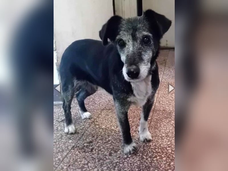 Masola, Mixhündin, geb. 2013, traumhafte Seniorin