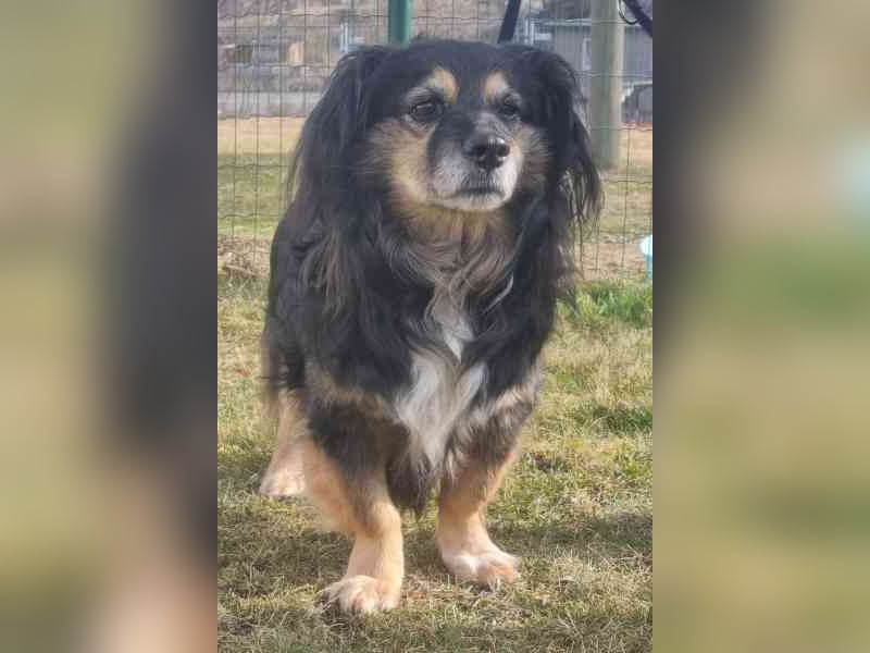 Buddy, Mischling, geb. 2018, hundeverträglich