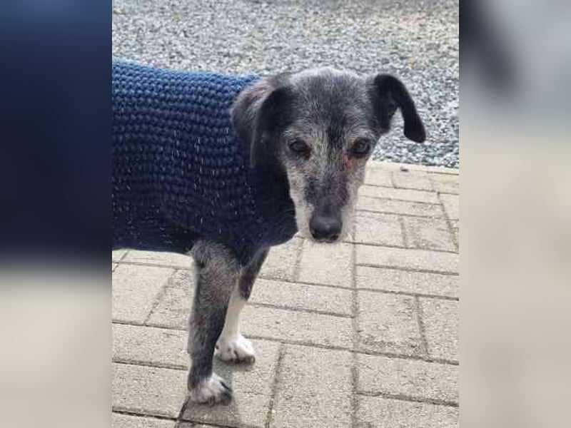 Masola, Mixhündin, geb. 2013, traumhafte Seniorin