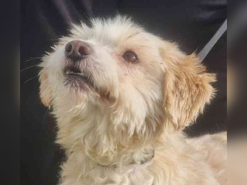 Karena, Mischlingshündin, geb. 2018, Wuschelhündin mit kleinem Handicap