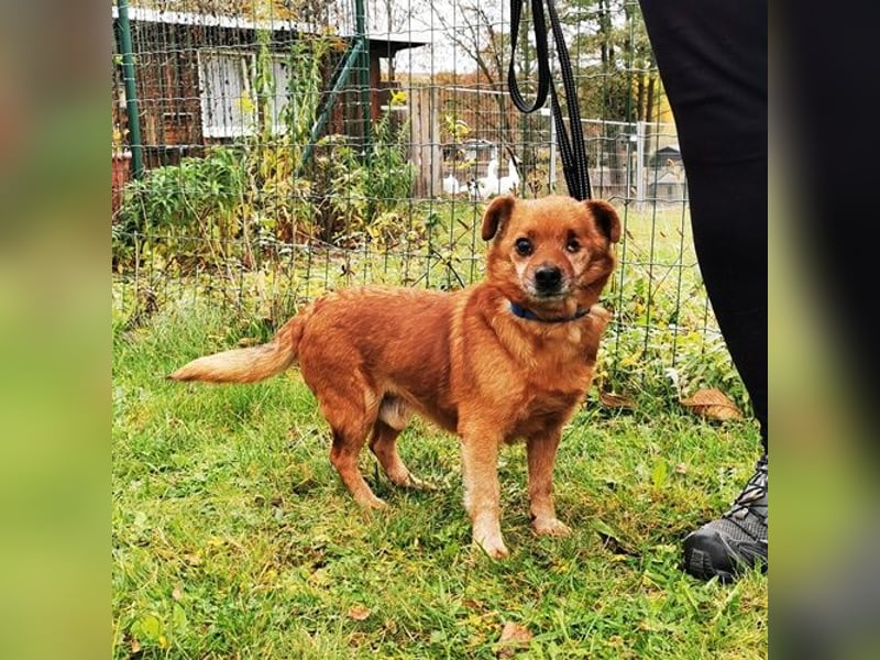 Moritz, Mischling, geb. 2015, freundlicher kleiner Hundemann hat ein schöns Zuhause verdient