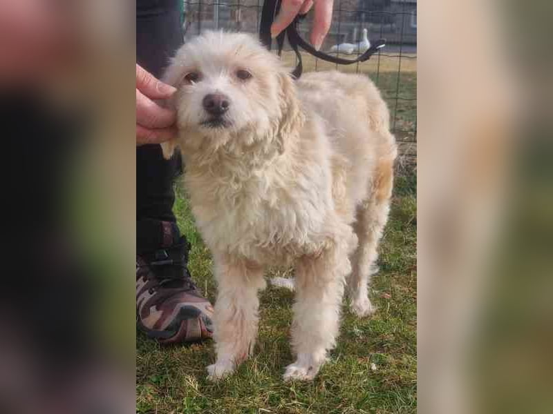 Karena, Mischlingshündin, geb. 2018, Wuschelhündin mit kleinem Handicap