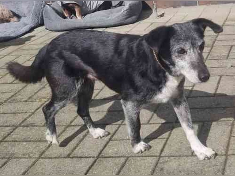 Masola, Mixhündin, geb. 2013, traumhafte Seniorin