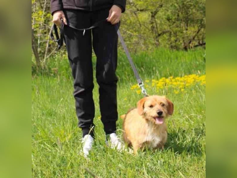Rocco, Terriermischling, geb, 2025, aktiver Rüde, der immer gute Laune hat