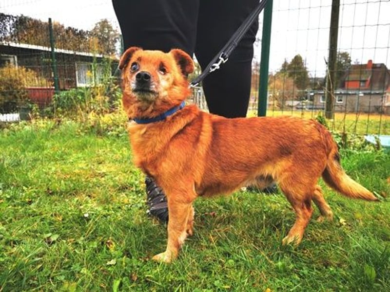 Moritz, Mischling, geb. 2015, freundlicher kleiner Hundemann hat ein schöns Zuhause verdient