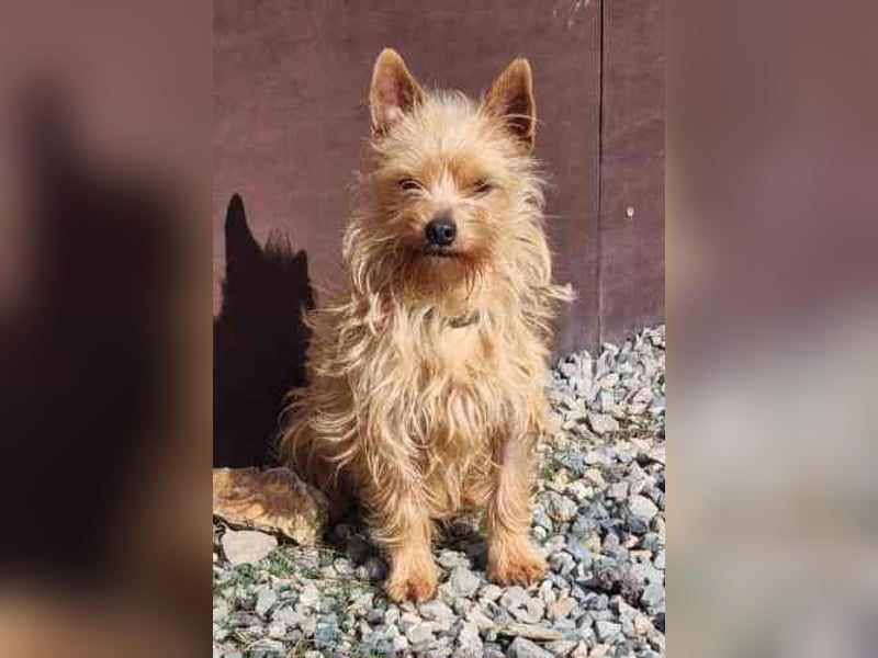 Giovanni, Terriermix, geb. 2020, sucht erfahrene Besitzer