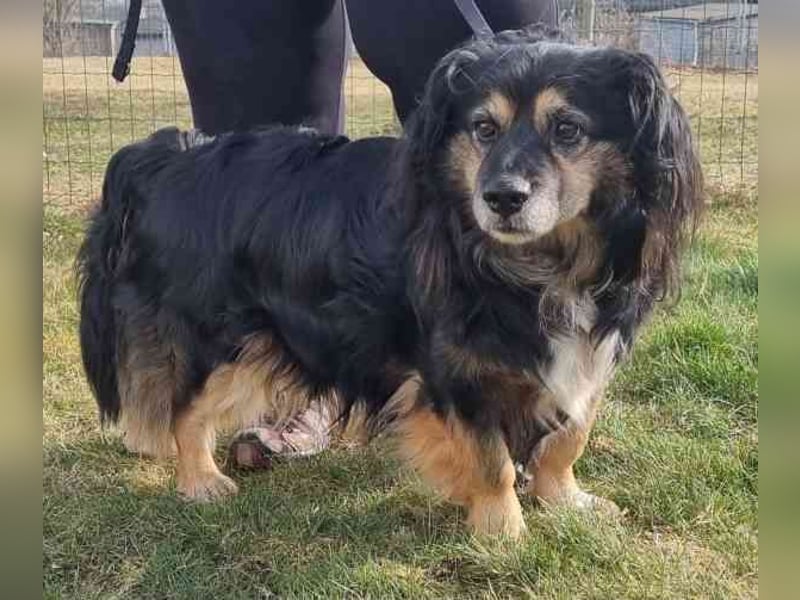Buddy, Mischling, geb. 2018, hundeverträglich