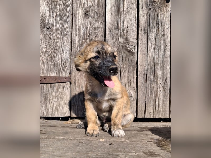 Winston sucht eine Für-immer-Familie