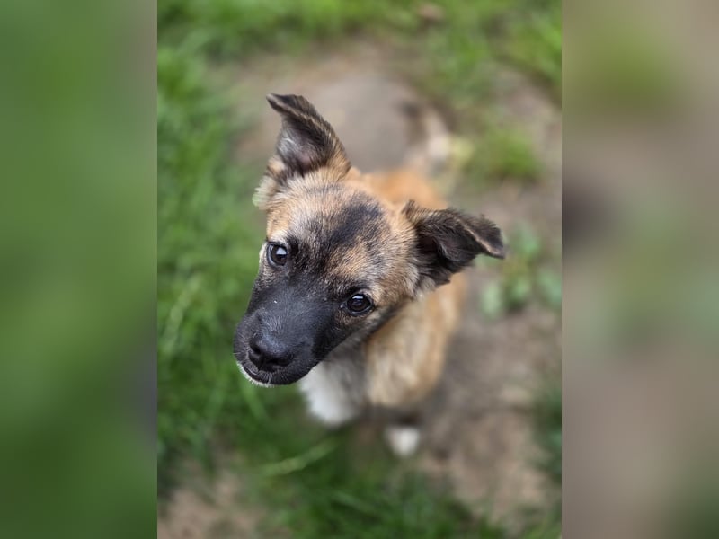 Winston sucht eine Für-immer-Familie