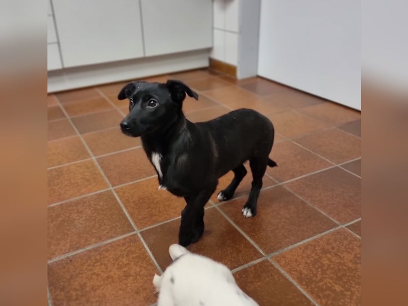 Isra sucht Familien-Anschluss