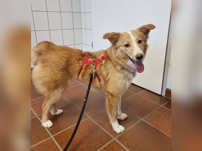 Hübsche Hündin Thora in 57635 Kircheib