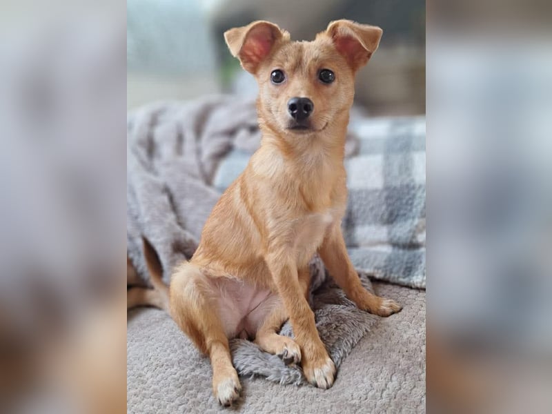 Kleine Merry sucht ein Zuhause