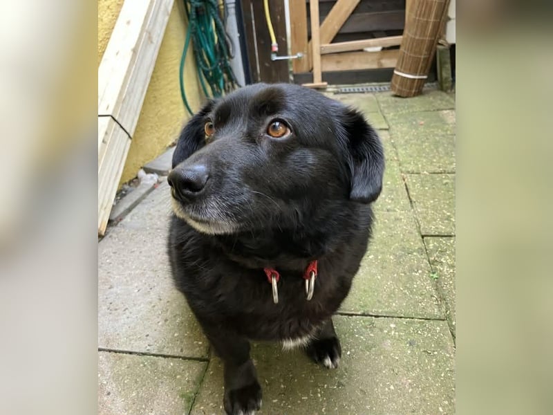 Dagny sucht ein Zuhause