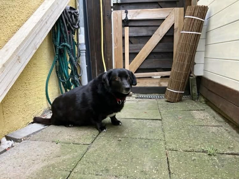Dagny sucht ein Zuhause