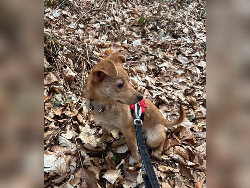 Kleine Merry sucht ein Zuhause